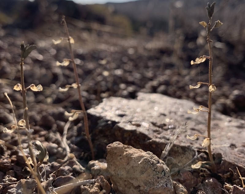 Scutellaria angustifolia subsp. micrantha photo 8