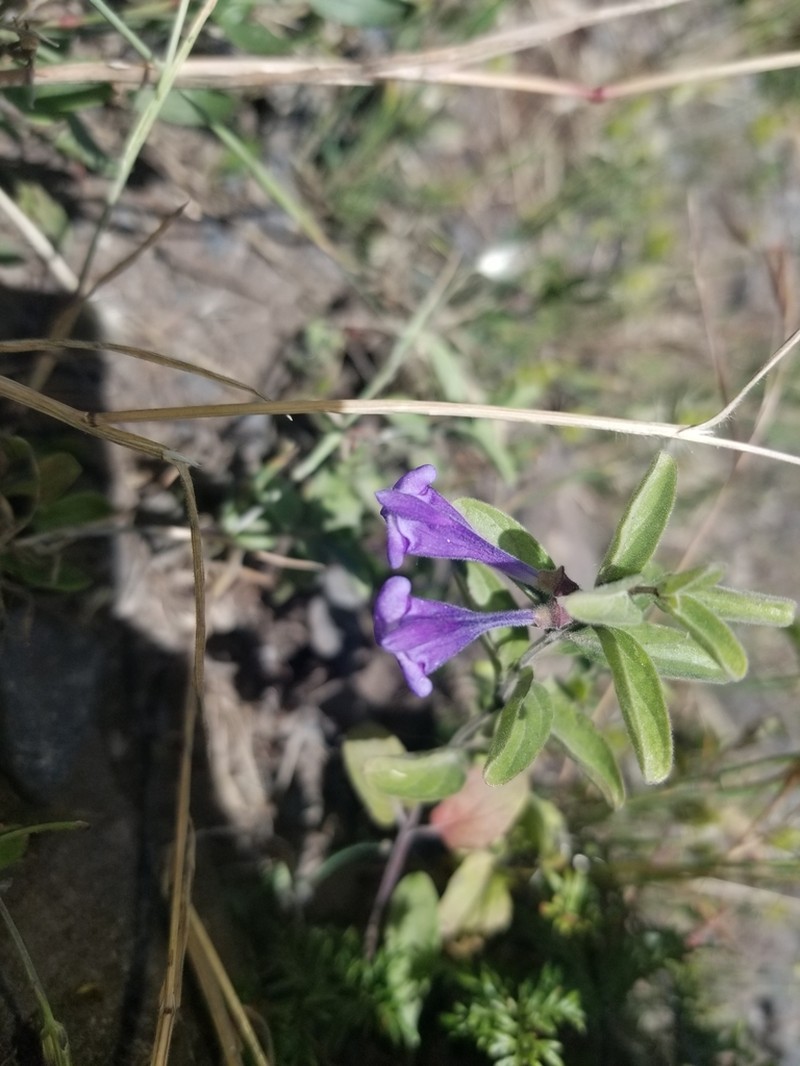 Nose Skullcap photo 2
