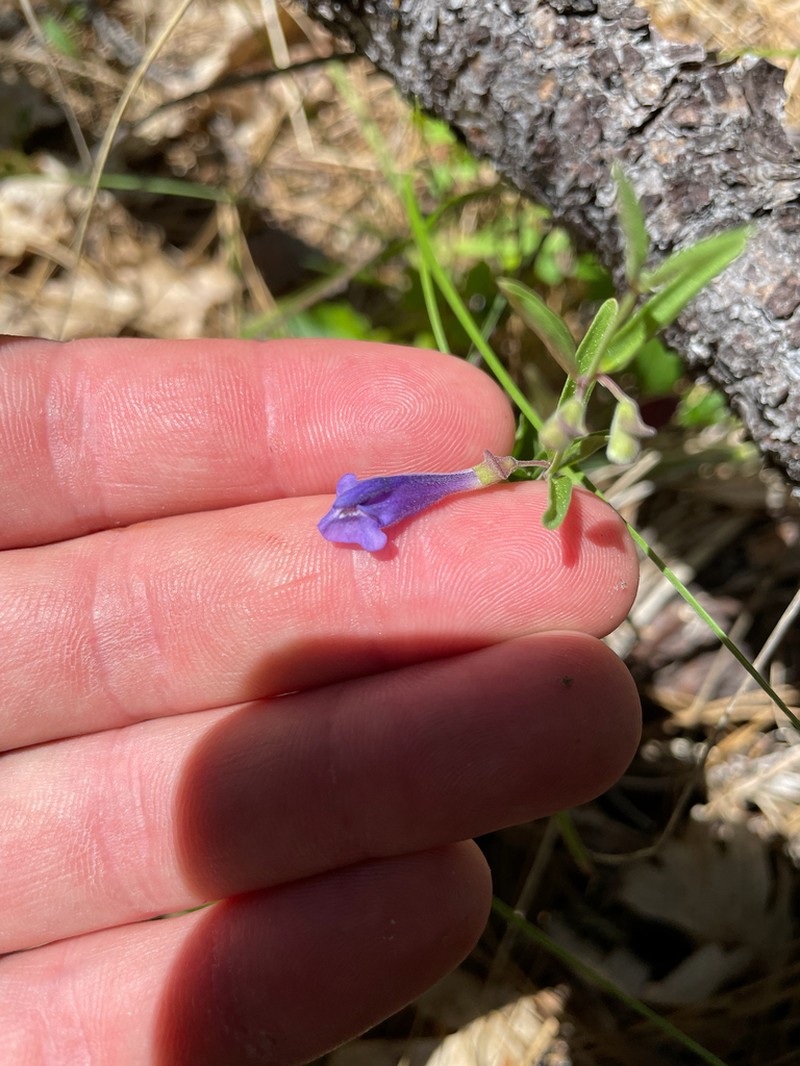 Nose Skullcap photo 3