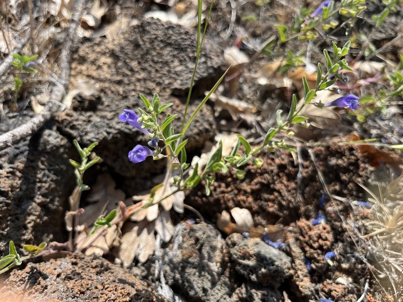 Nose Skullcap photo 4
