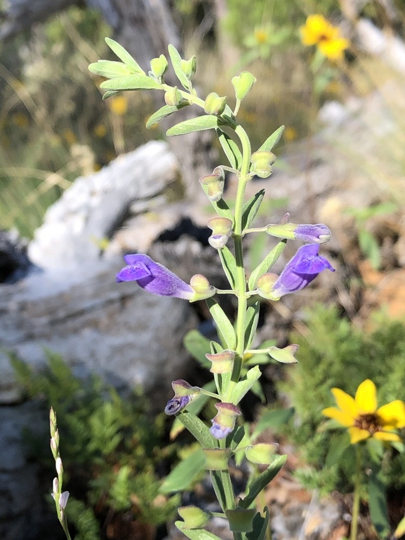 Nose Skullcap photo 5