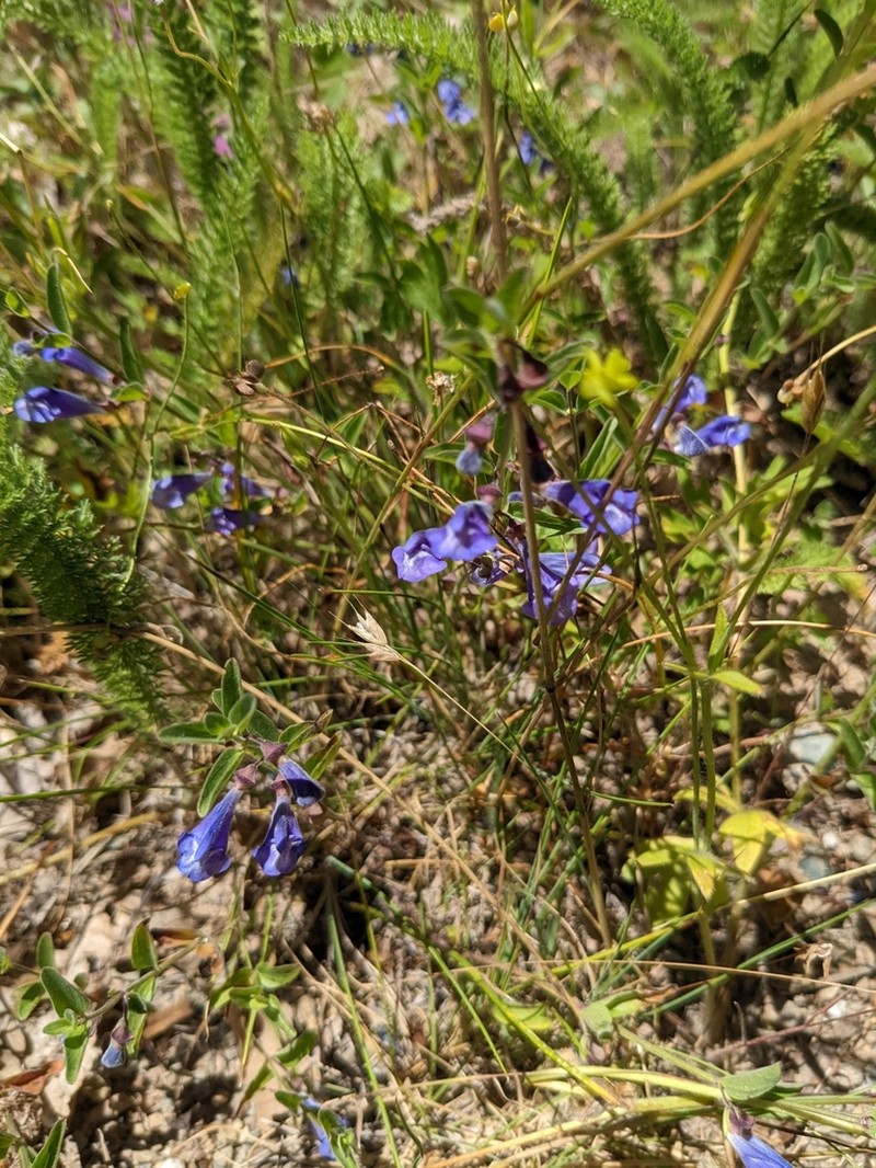 Nose Skullcap photo 6