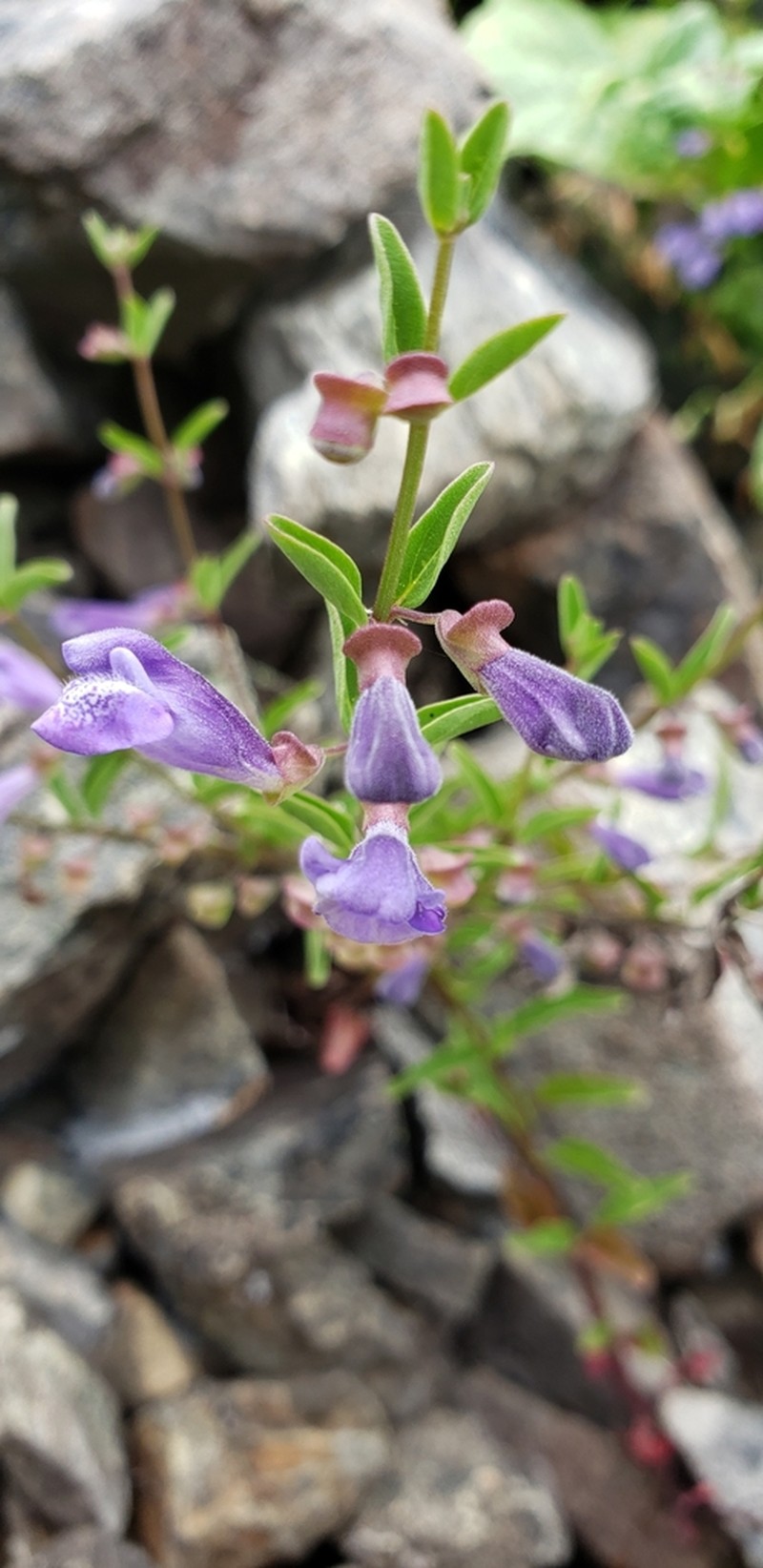 Nose Skullcap photo 7