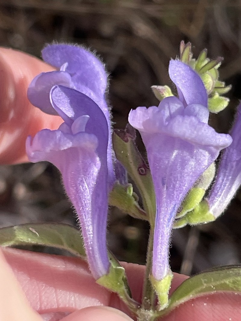 Florida Scrub Skullcap photo 2