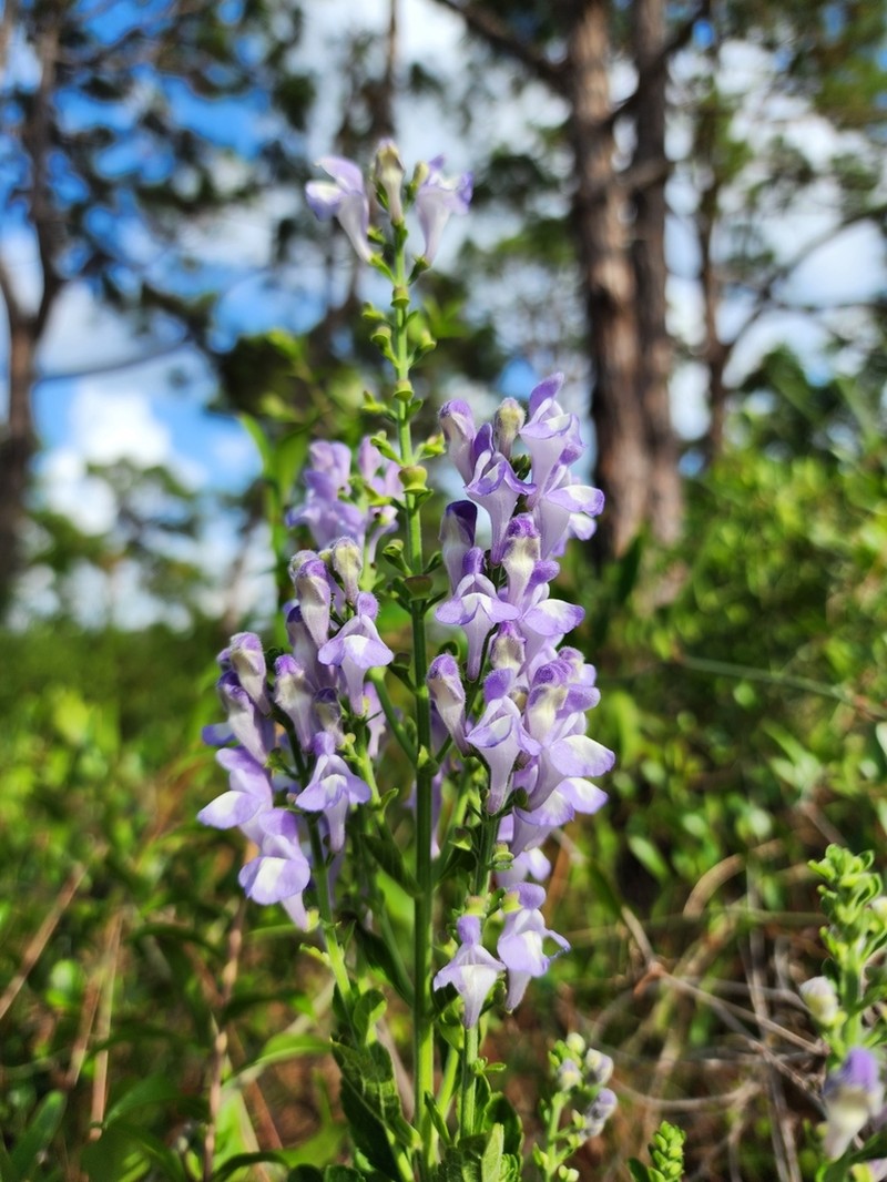 Florida Scrub Skullcap photo 3