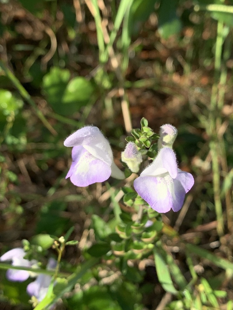 Florida Scrub Skullcap photo 4