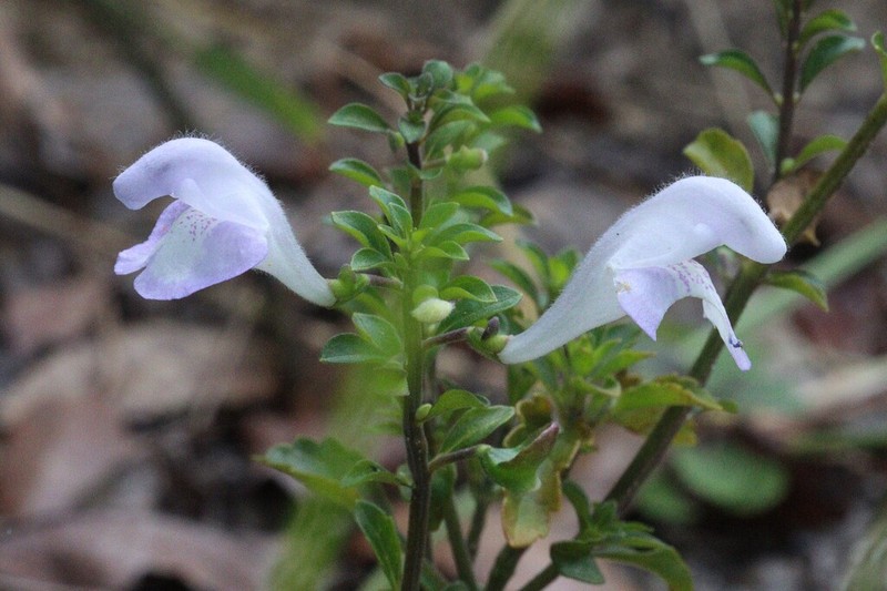 Florida Scrub Skullcap photo 5
