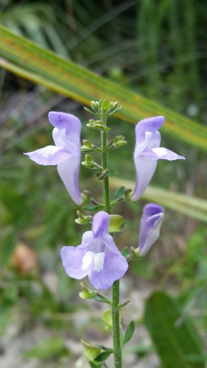 Florida Scrub Skullcap photo 6