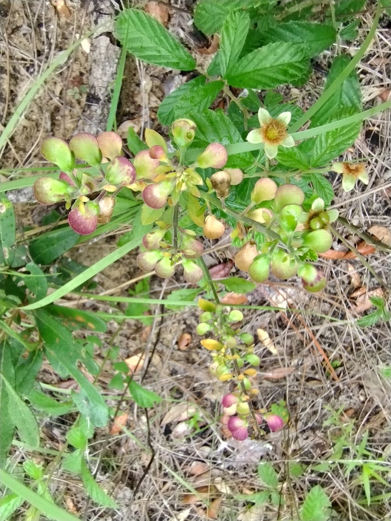 Florida Scrub Skullcap photo 7