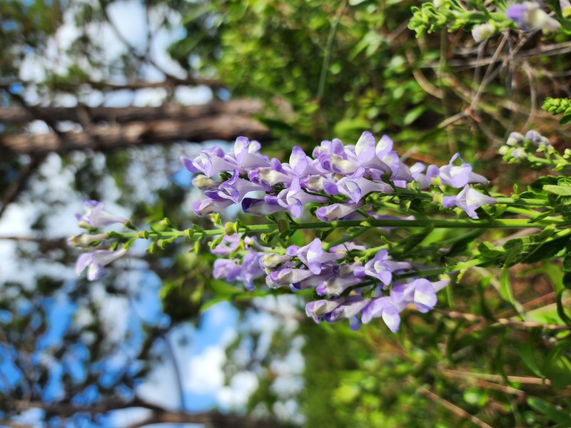 Florida Scrub Skullcap