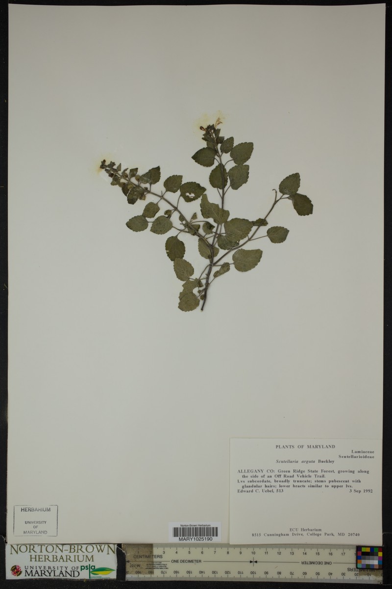 Blue Ridge Skullcap