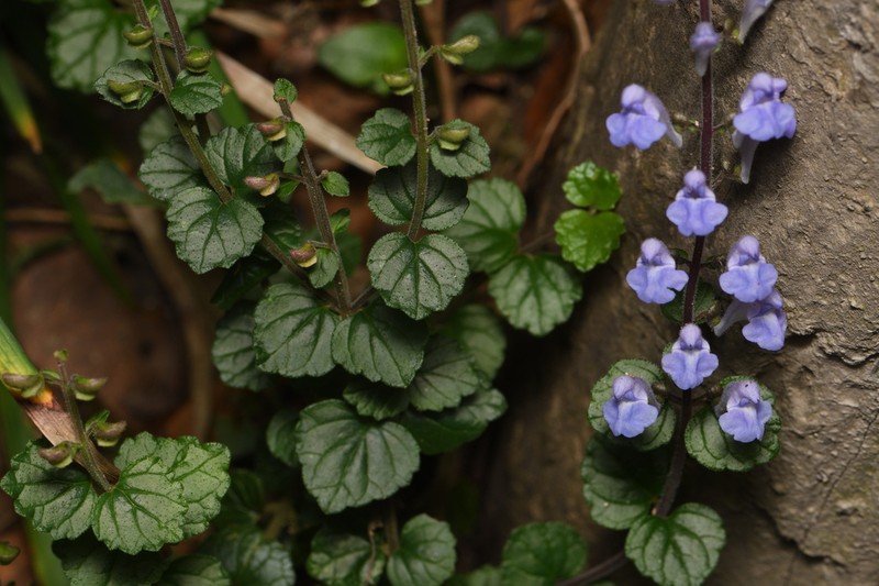 Scutellaria austrotaiwanensis