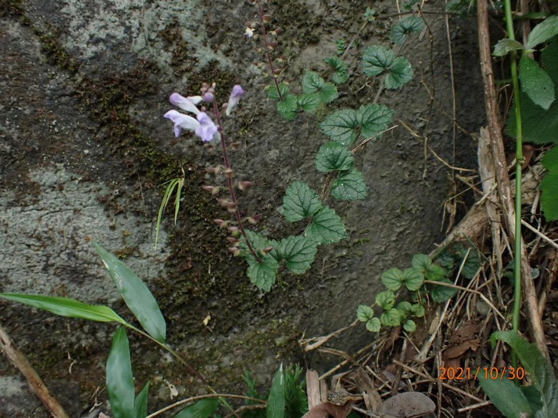 Scutellaria austrotaiwanensis photo 2