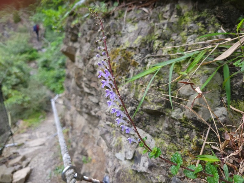 Scutellaria austrotaiwanensis photo 3