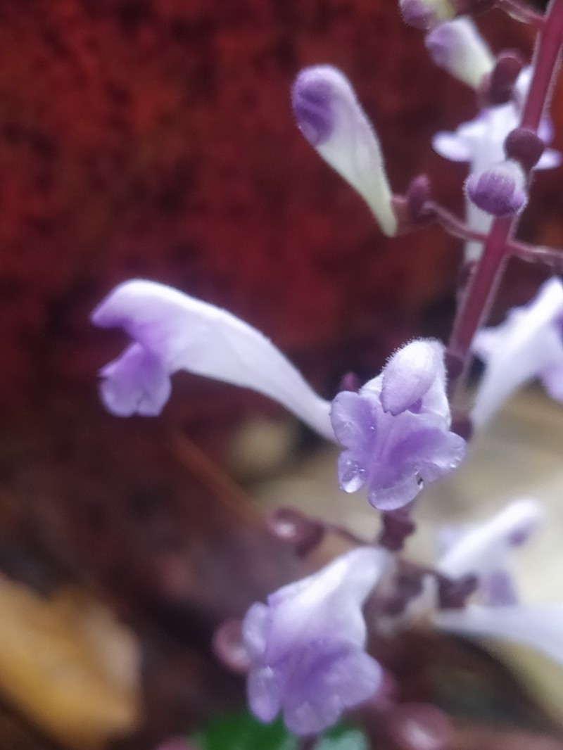 Scutellaria austrotaiwanensis photo 4