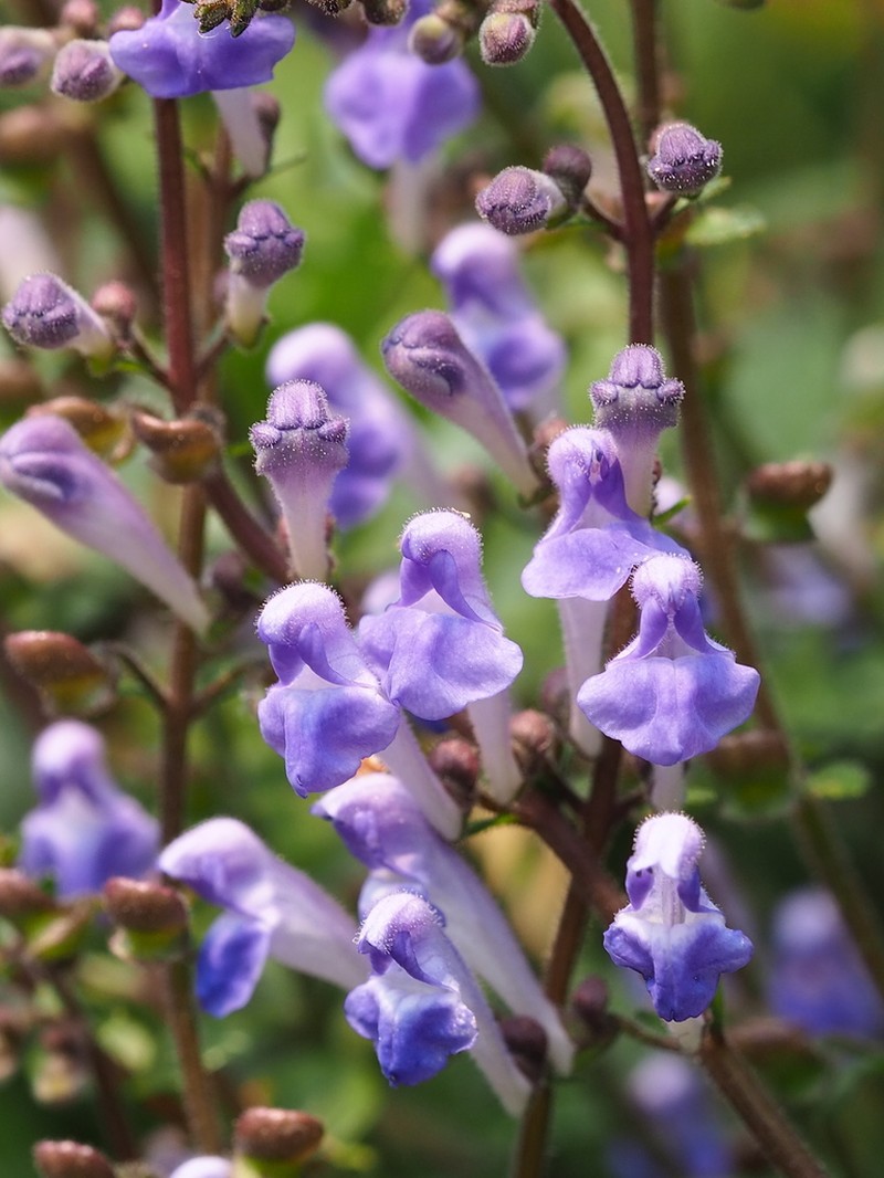Scutellaria austrotaiwanensis photo 5