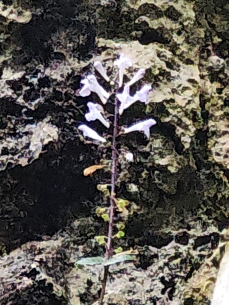 Scutellaria austrotaiwanensis photo 6