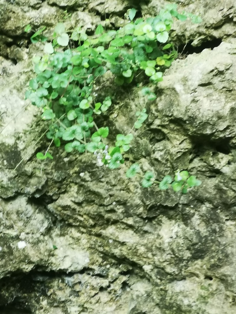 Scutellaria austrotaiwanensis photo 7