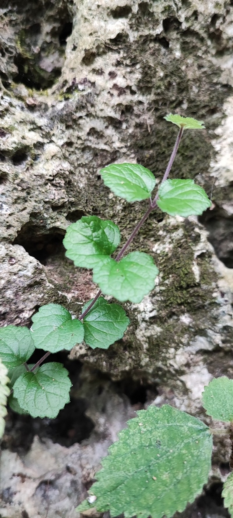 Scutellaria austrotaiwanensis photo 8