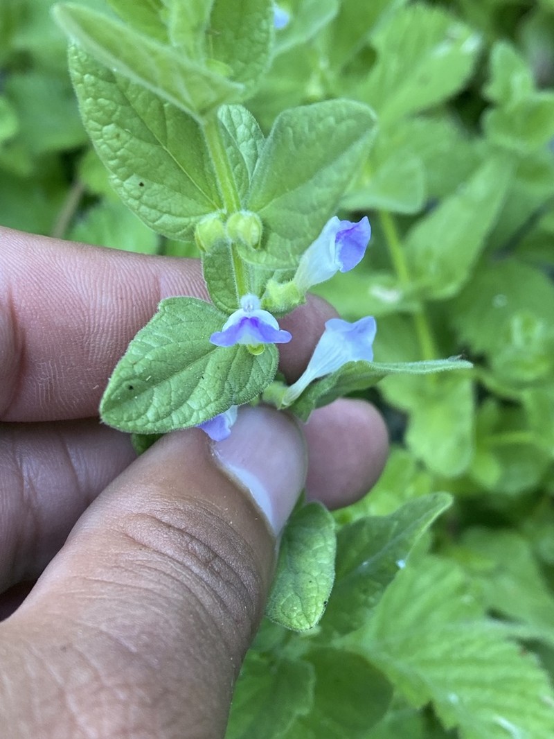 Sierra Skullcap photo 3