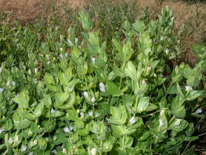 Sierra Skullcap photo 4