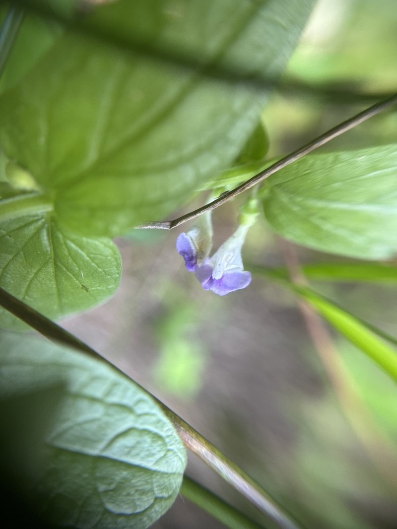 Sierra Skullcap photo 5