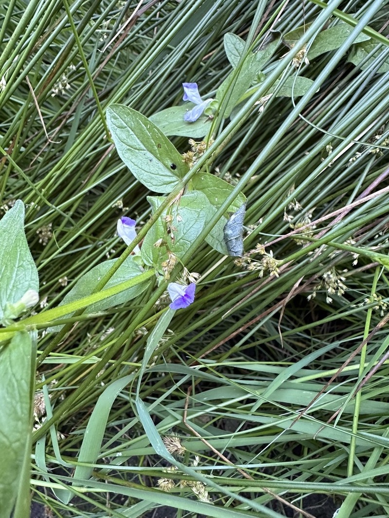 Sierra Skullcap photo 6