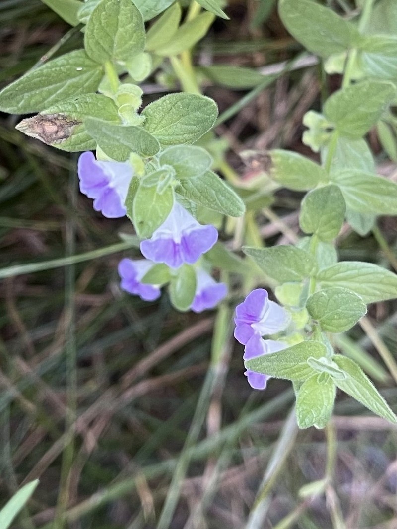Sierra Skullcap photo 7