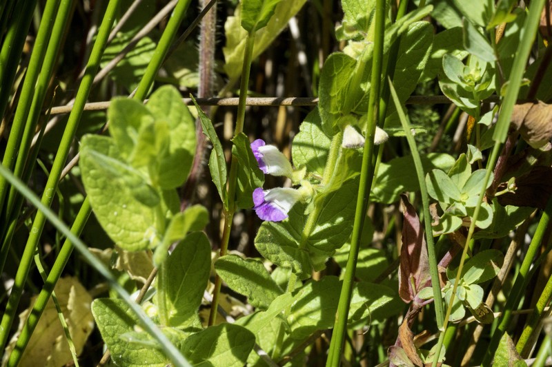 Sierra Skullcap photo 2