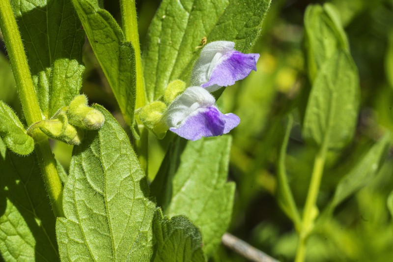 Sierra Skullcap