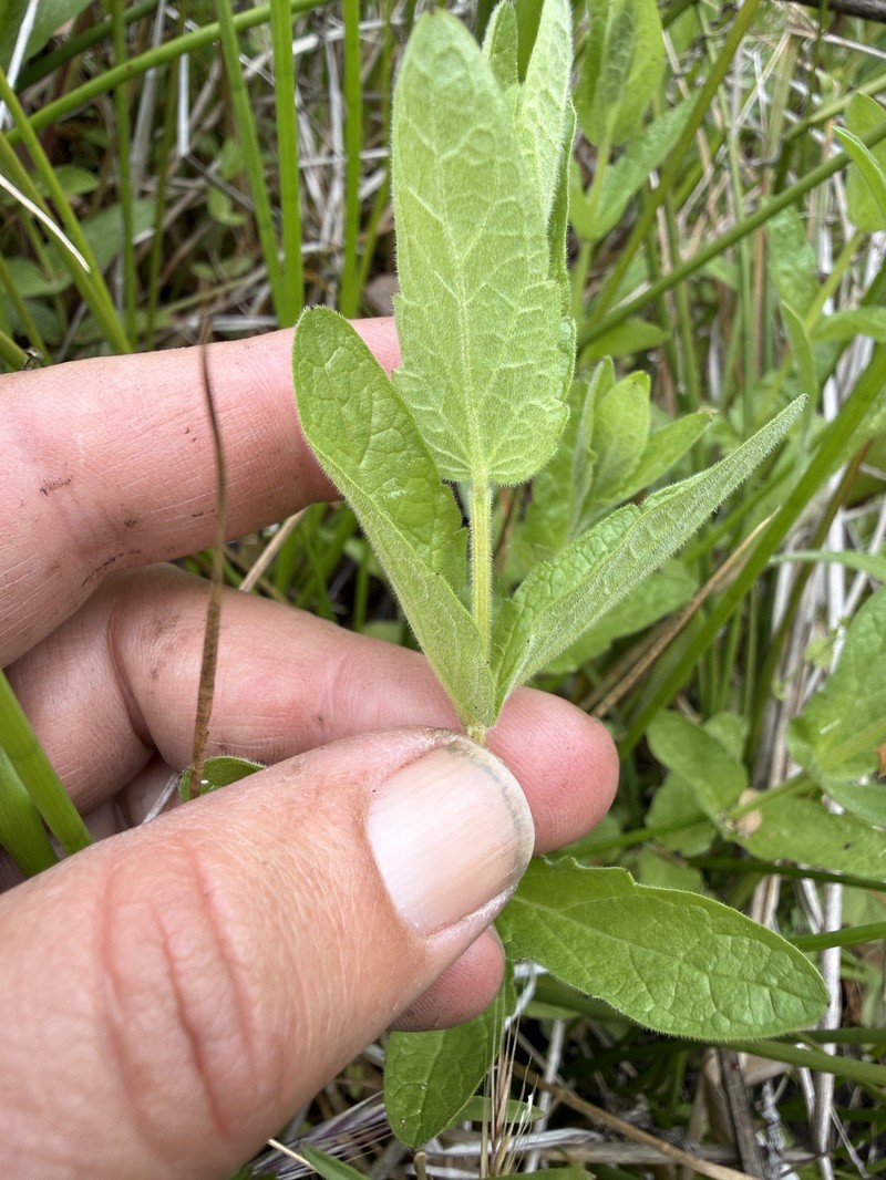 Scutellaria bolanderi subsp. austromontana