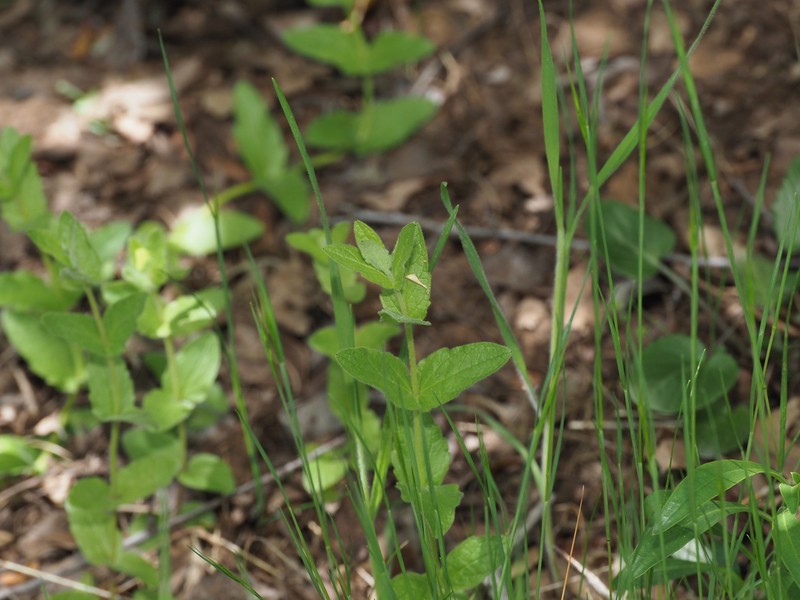 Scutellaria bolanderi subsp. austromontana photo 2