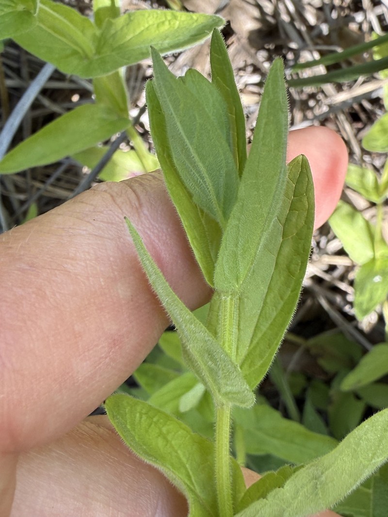Scutellaria bolanderi subsp. austromontana photo 3