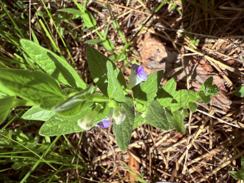 Scutellaria bolanderi subsp. austromontana photo 4