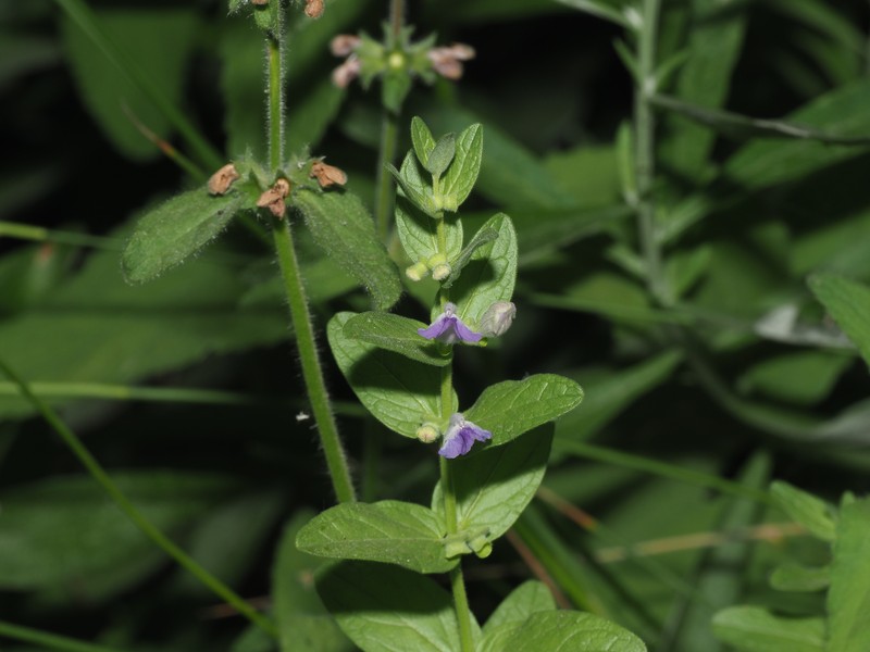 Scutellaria bolanderi subsp. austromontana photo 5