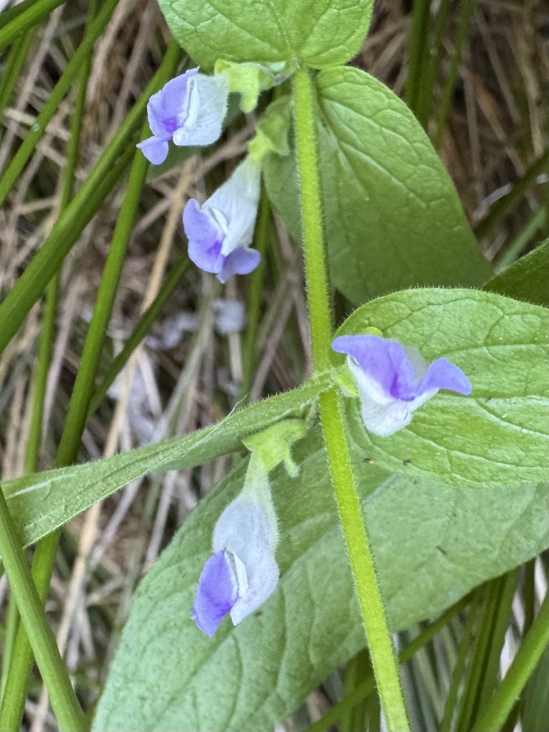 Scutellaria bolanderi subsp. austromontana photo 6