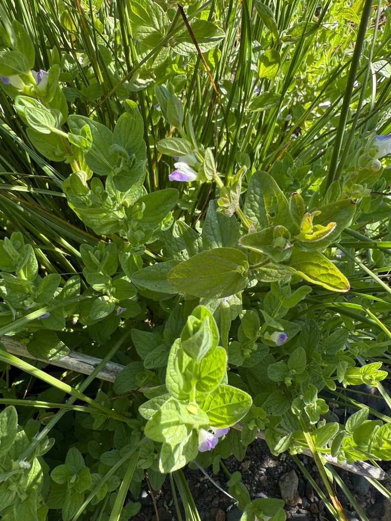 Scutellaria bolanderi subsp. austromontana photo 7
