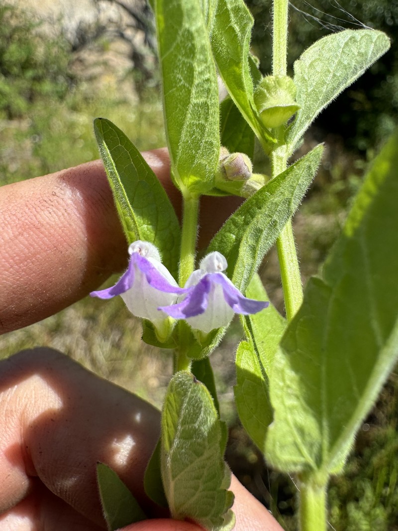 Scutellaria bolanderi subsp. austromontana photo 8