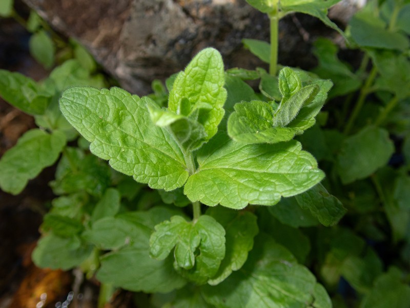 Scutellaria bolanderi subsp. bolanderi