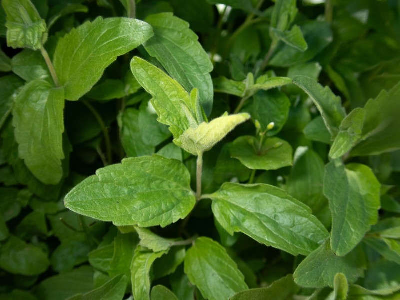 Scutellaria bolanderi subsp. bolanderi photo 2