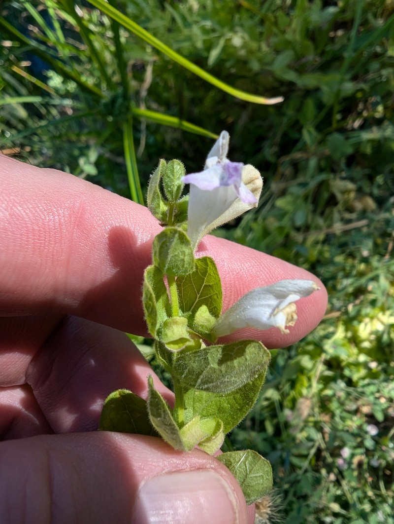 Scutellaria bolanderi subsp. bolanderi photo 3