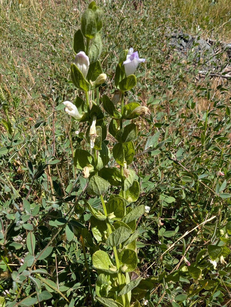 Scutellaria bolanderi subsp. bolanderi photo 4