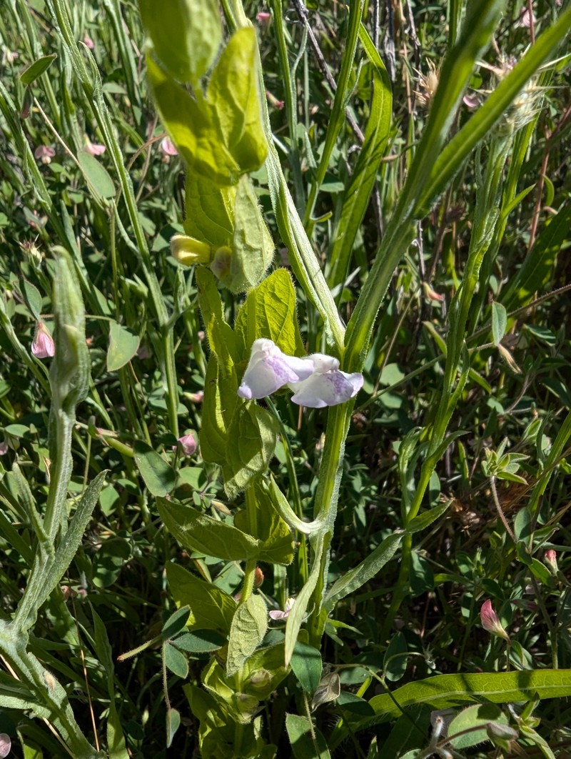 Scutellaria bolanderi subsp. bolanderi photo 5