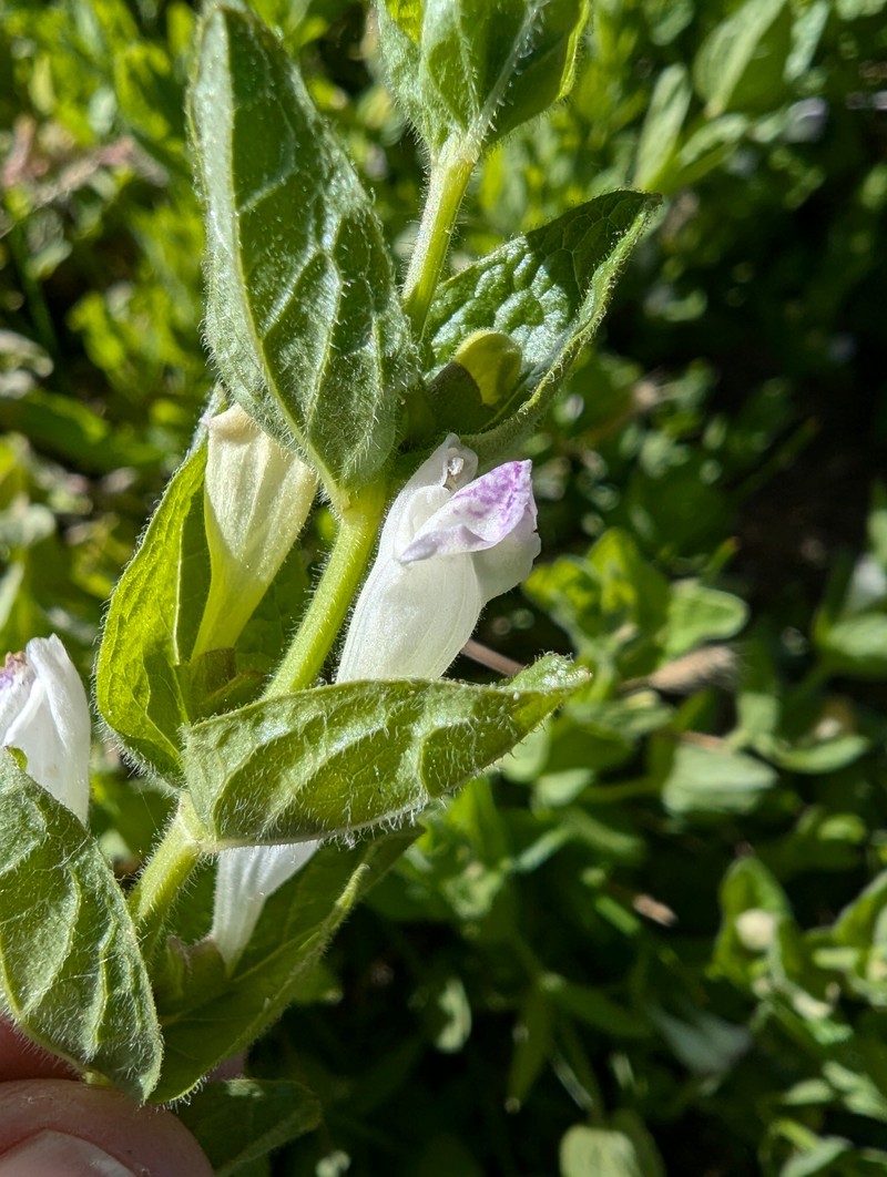 Scutellaria bolanderi subsp. bolanderi photo 6