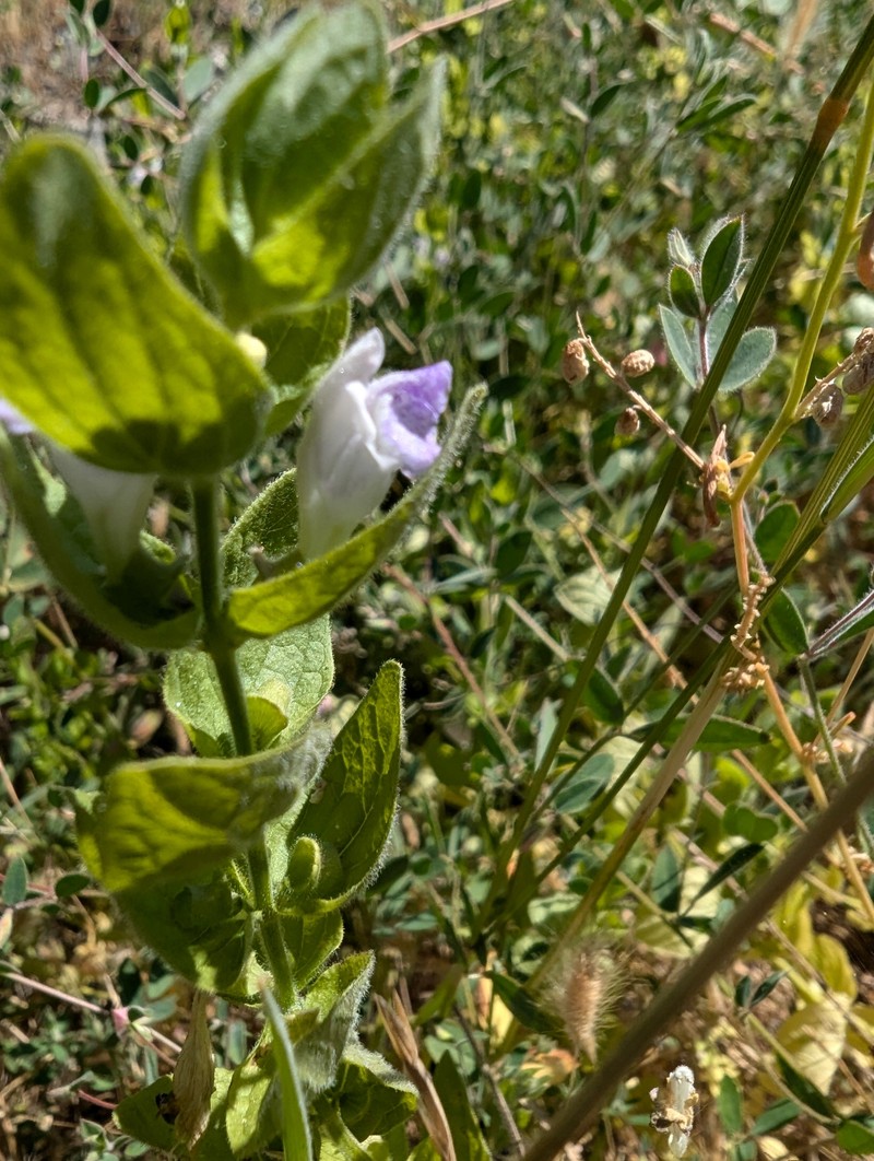 Scutellaria bolanderi subsp. bolanderi photo 7