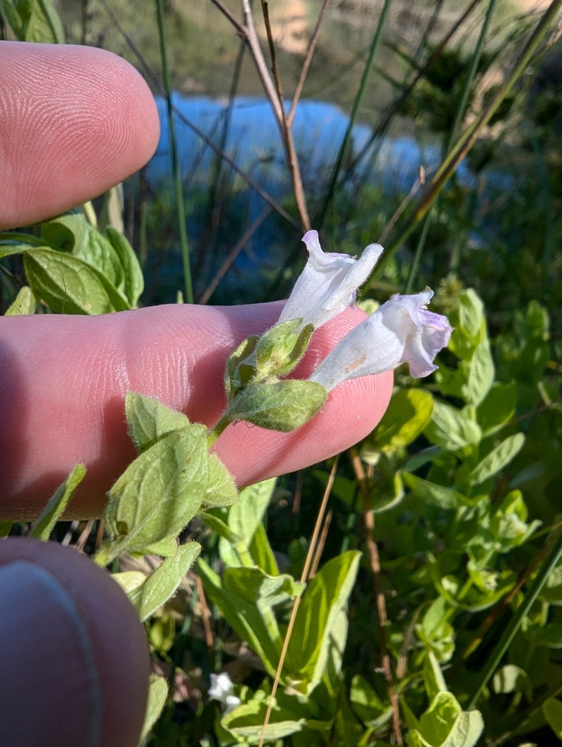 Scutellaria bolanderi subsp. bolanderi photo 8