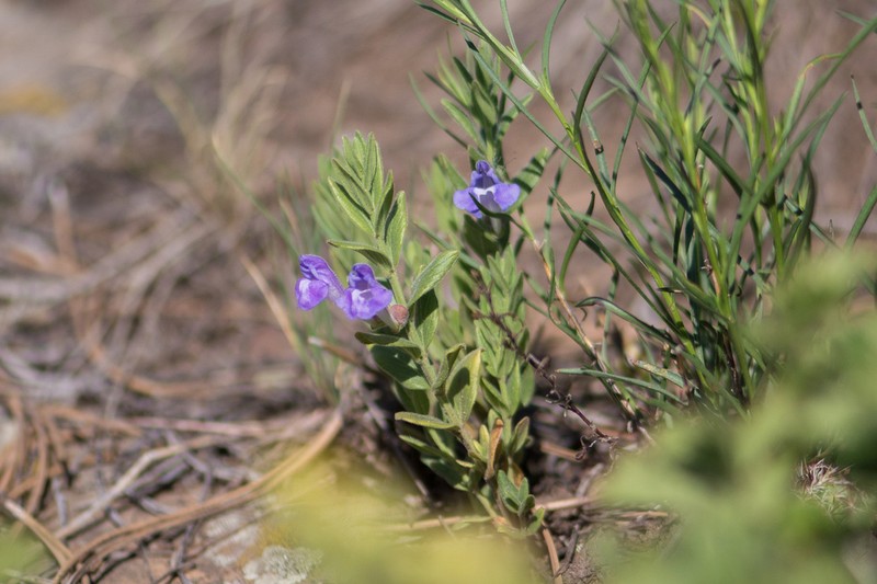 Britton's Skullcap photo 3