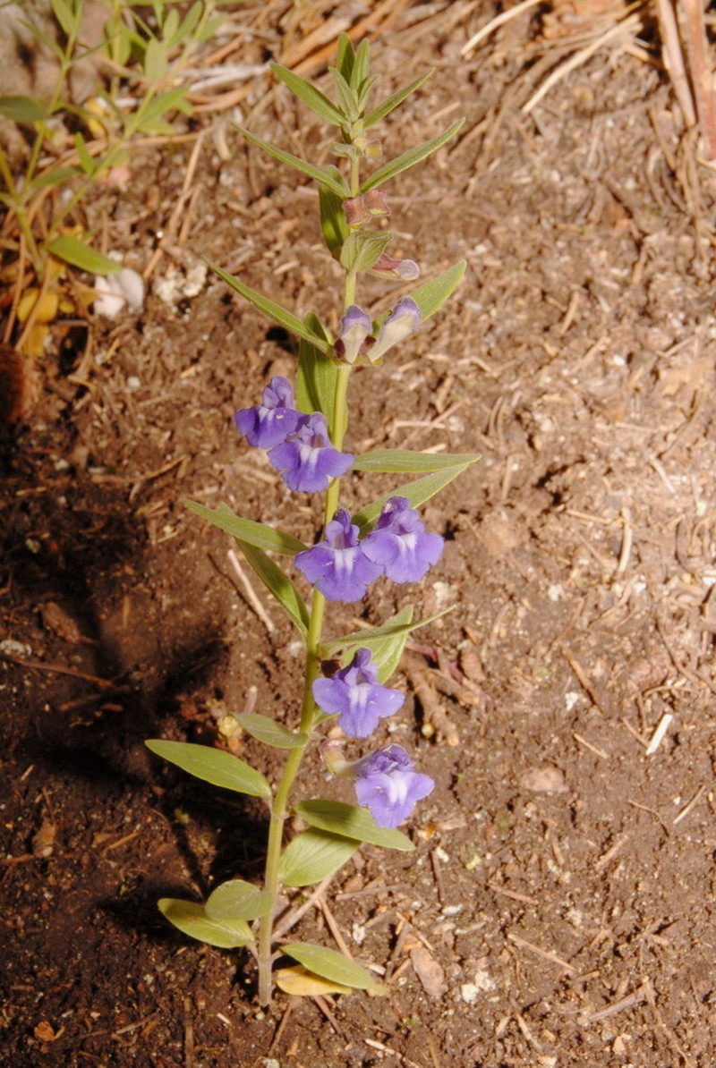 Britton's Skullcap photo 4