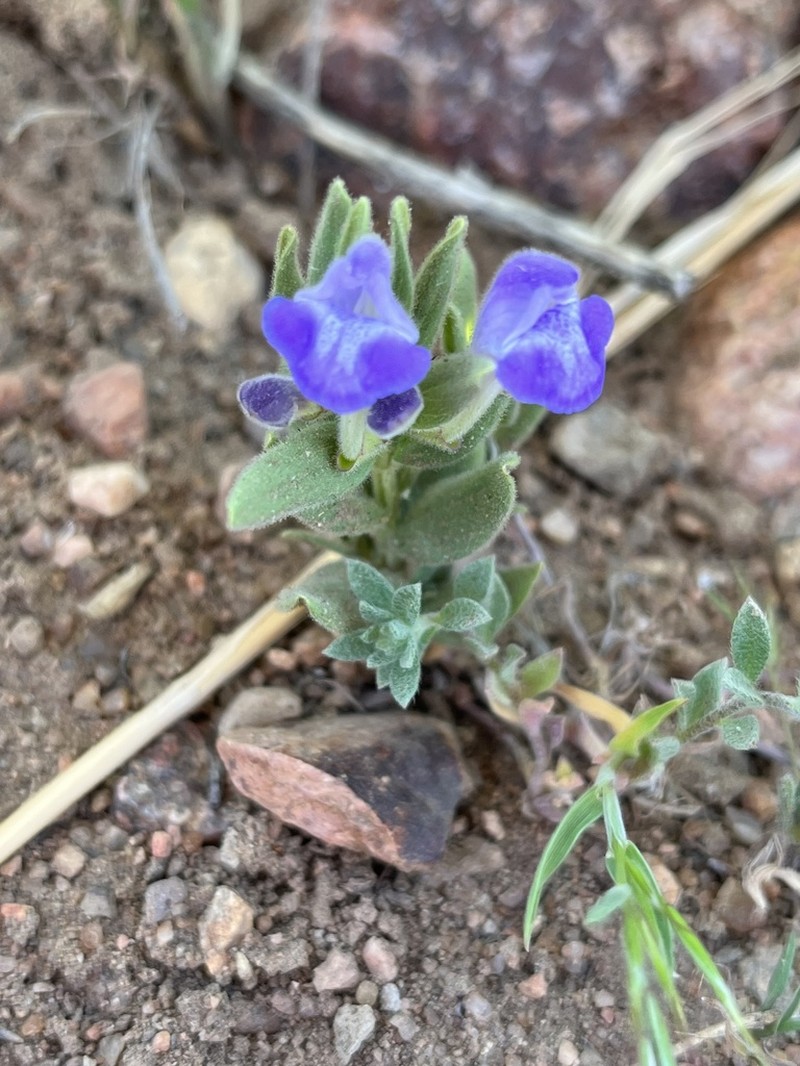 Britton's Skullcap photo 5