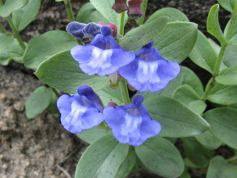 Britton's Skullcap photo 6